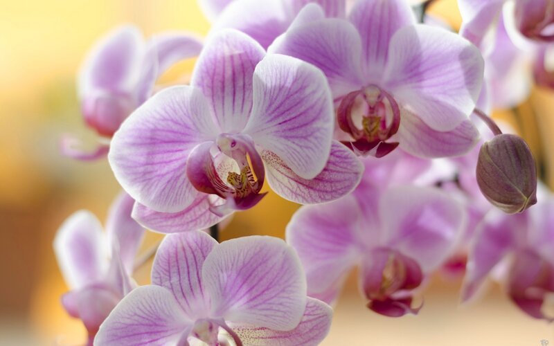 Purple Orchid Flowers — Serene, Photograph, Buds, Petals