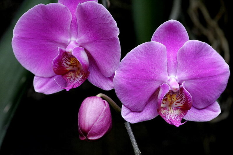 Purple Orchid Flowers — Serene, Photograph, Flower, Bud, Stem