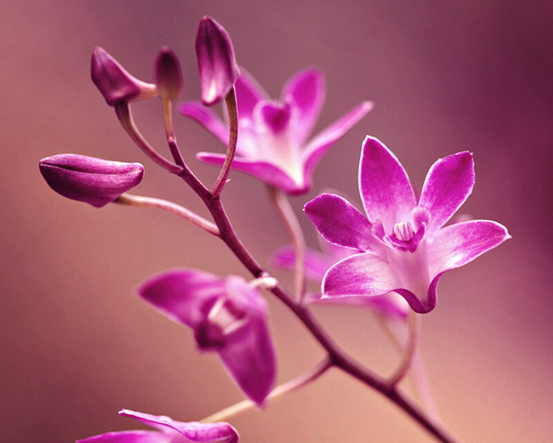 Purple Orchid Flowers — Serene, Photograph, Flower Buds, Stem
