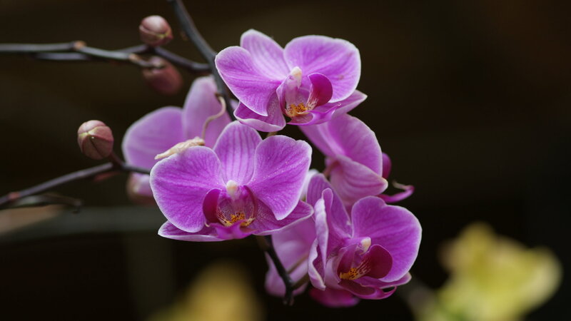 Purple Orchid Flowers — Serene, Photograph, Flower Buds