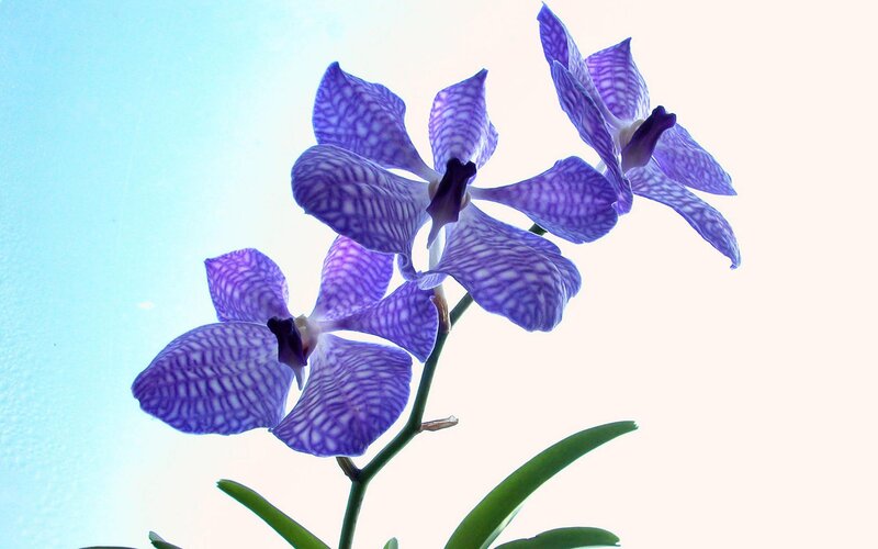 Purple Orchid Flowers — Serene, Photograph, Flower, Stem, Leaf