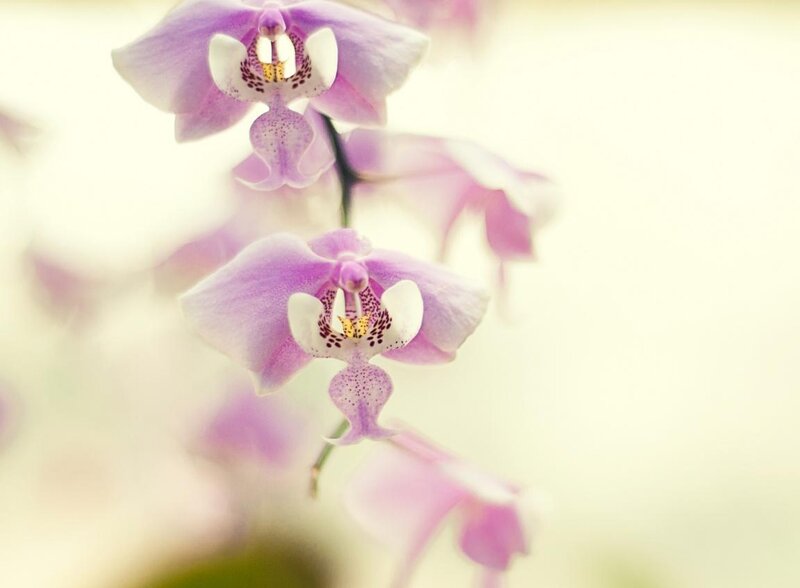 Purple Orchid Flowers — Serene, Photograph, Flower