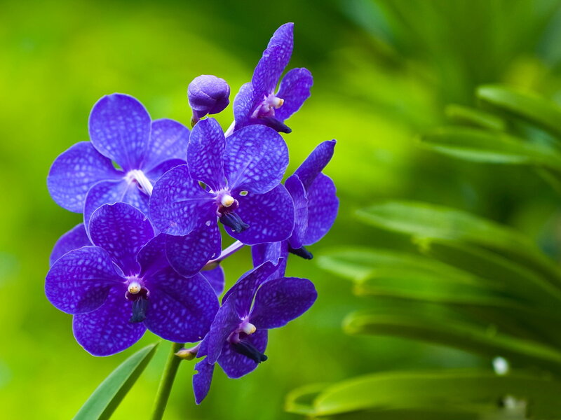 Purple Orchid Flowers — Serene, Photograph, Leaves, Buds