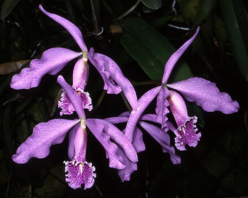 Purple Orchid Flowers — Serene, Photograph, Leaves