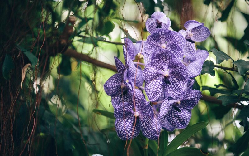 Purple Orchid Flowers — Serene, Photograph, Leaves, Vines