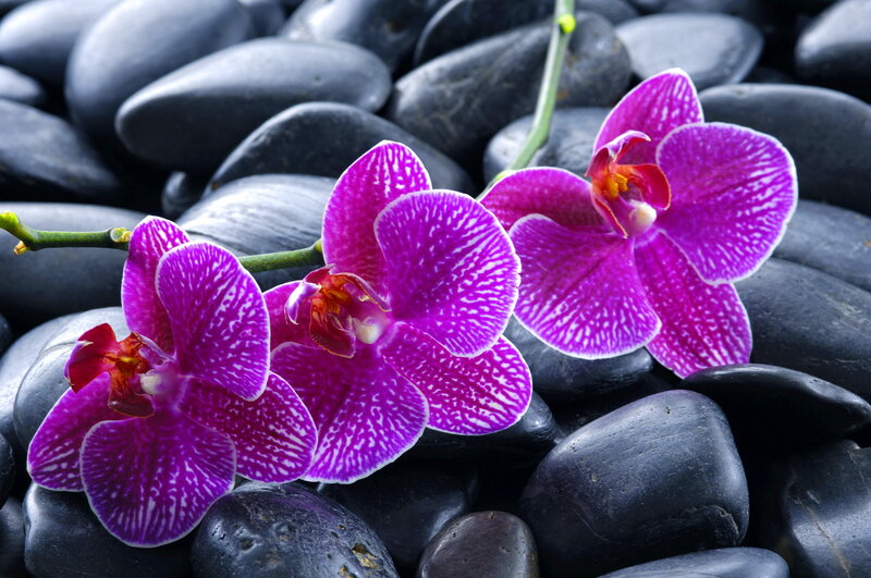 Purple Orchid Flowers — Serene, Photograph, Orchids, Rocks