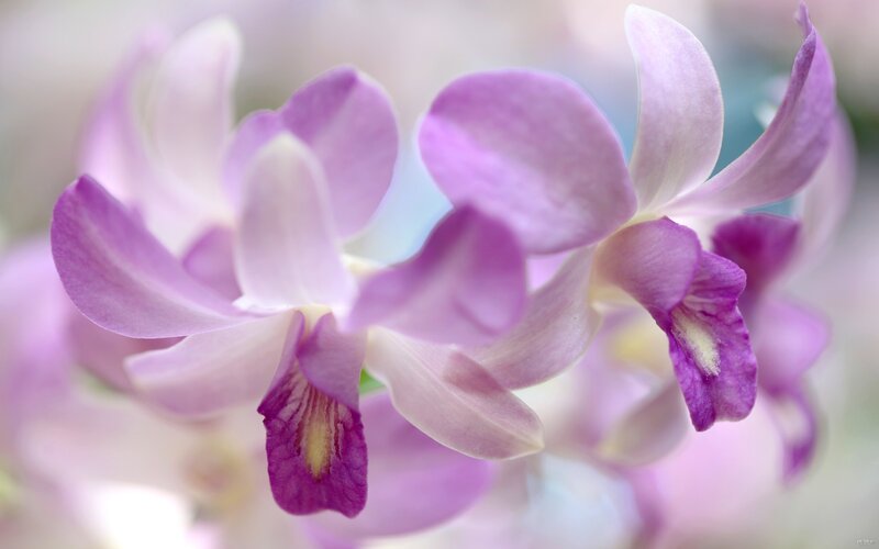 Purple Orchid Flowers — Serene, Photograph, Petals
