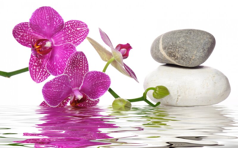 Purple Orchid Flowers — Serene, Photograph, Rocks, Water