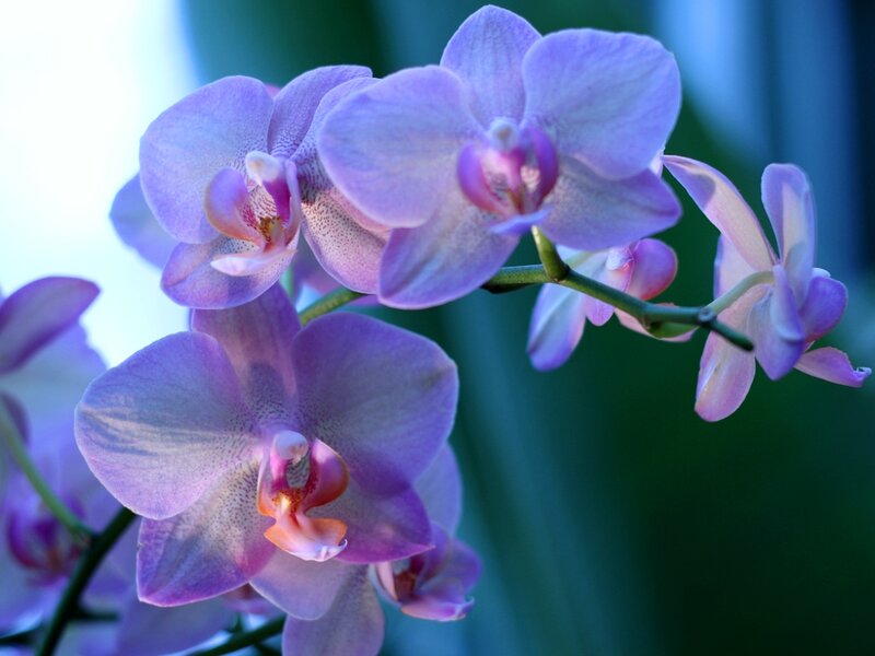 Purple Orchid Flowers — Serene, Photograph, Stem, Green Background