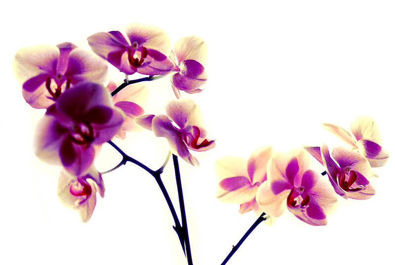 Purple Orchid Flowers — Serene, Photograph