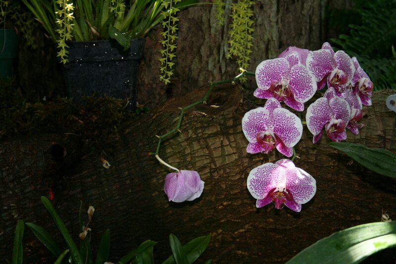 Purple Orchid Flowers — Serene, Photograph, Tree Trunk