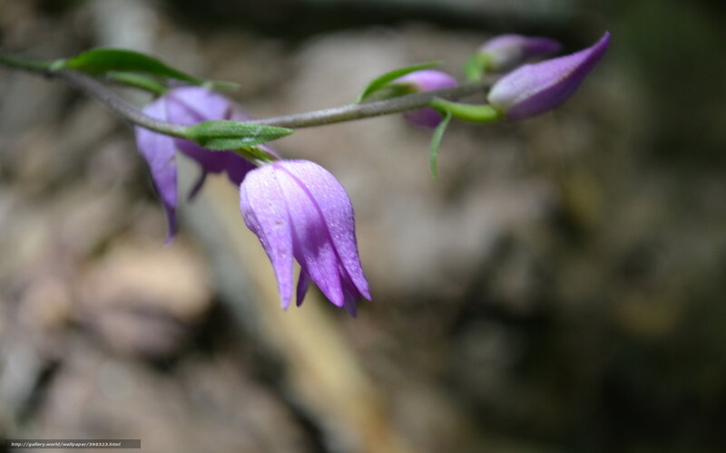Purple Orchid Flowers — Serene, Spring, Photograph, Stem