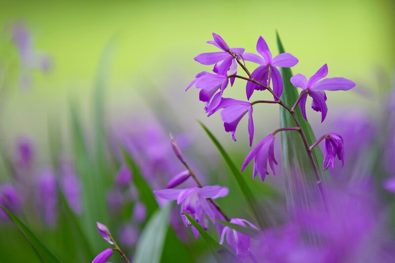 Purple Orchid Flowers — Serene, Spring, Photograph