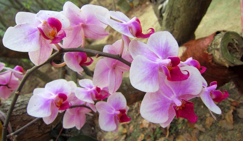 Purple Orchid Flowers — Serene, Spring
