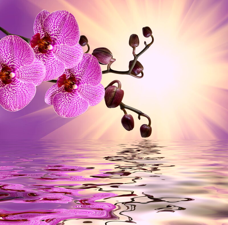 Purple Orchid Flowers — Serene, Sunset, Digital Art