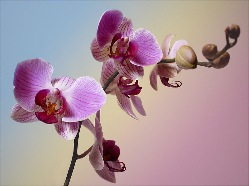 Purple Orchid Flowers — Serene, Sunset
