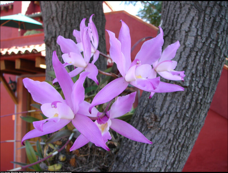 Purple Orchid Flowers — Serene