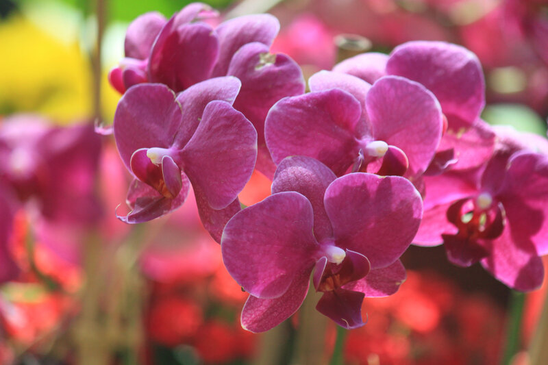 Purple Orchid Flowers — Vibrant, Afternoon, Photograph