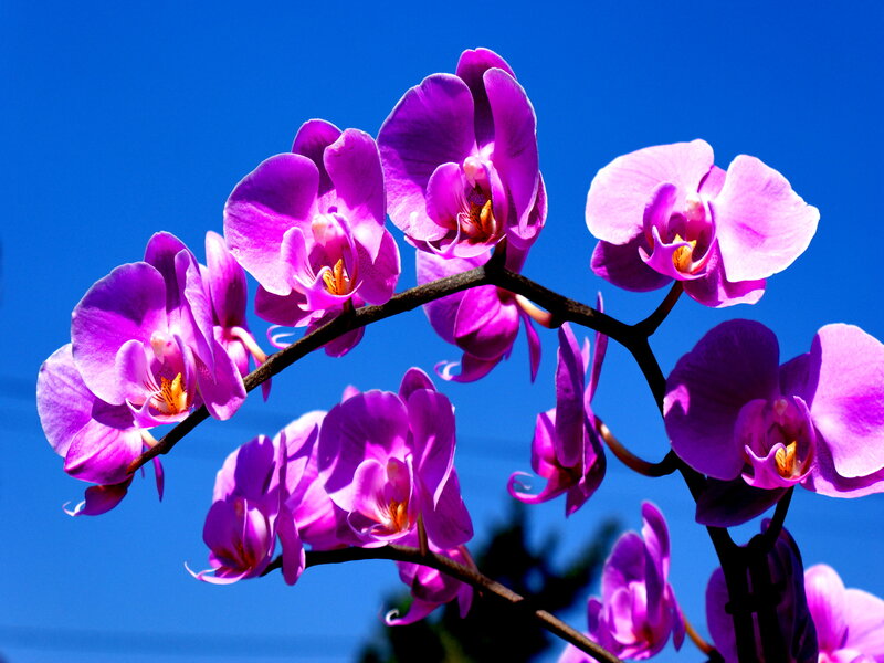 Purple Orchid Flowers — Vibrant, Afternoon