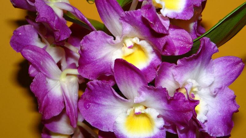 Purple Orchid Flowers — Vibrant, Photograph, Leaves