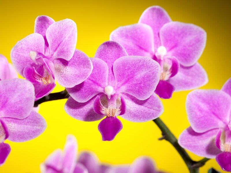 Purple Orchid Flowers — Vibrant, Photograph, Stem