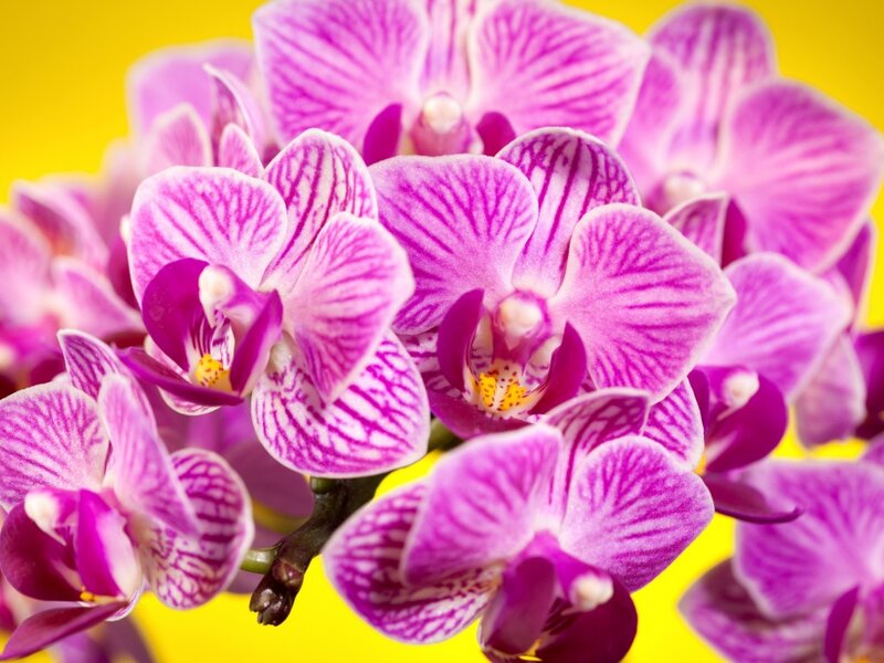 Purple Orchid Flowers — Vibrant, Photograph, Stem, Yellow Background