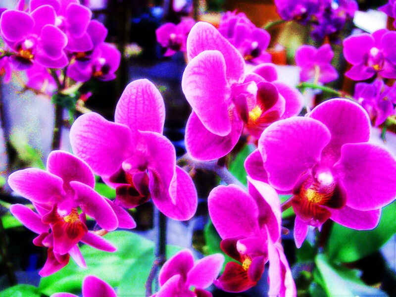 Purple Orchid Flowers — Vibrant, Photograph