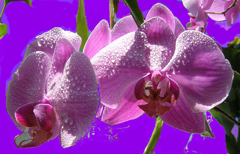 Purple Orchid Flowers — Vibrant, Photograph, Water Droplets