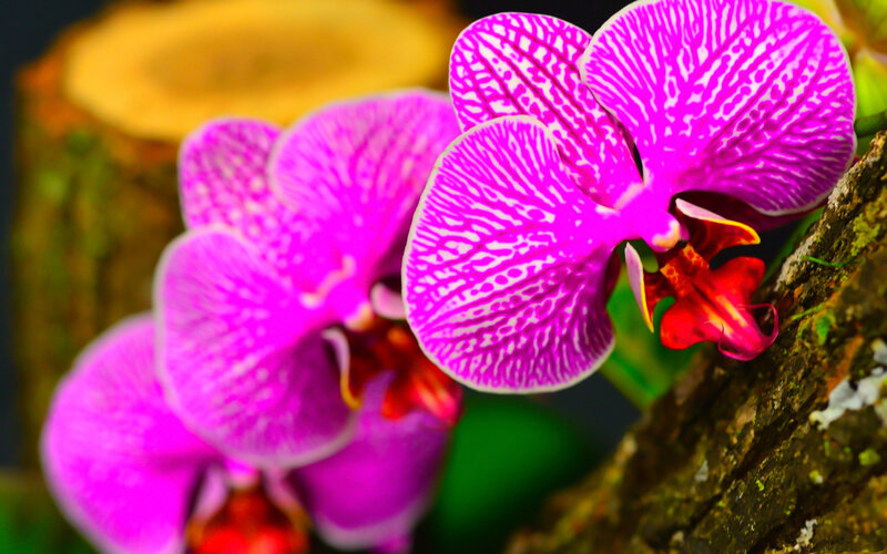 Purple Orchid Flowers — Vibrant, Photograph, Wood