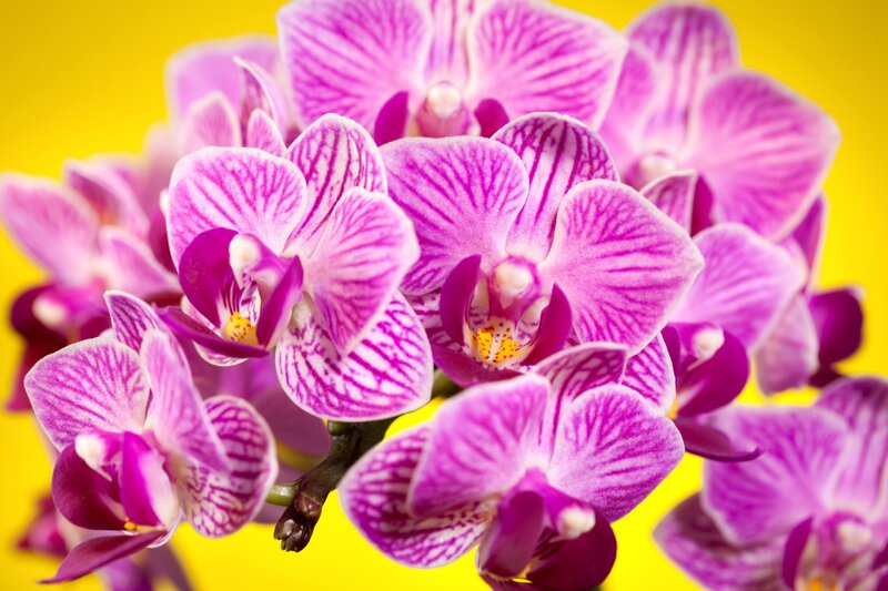 Purple Orchid Flowers — Vibrant, Photograph, Yellow Background