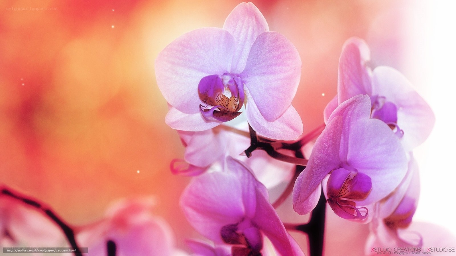 Purple orchid flowers