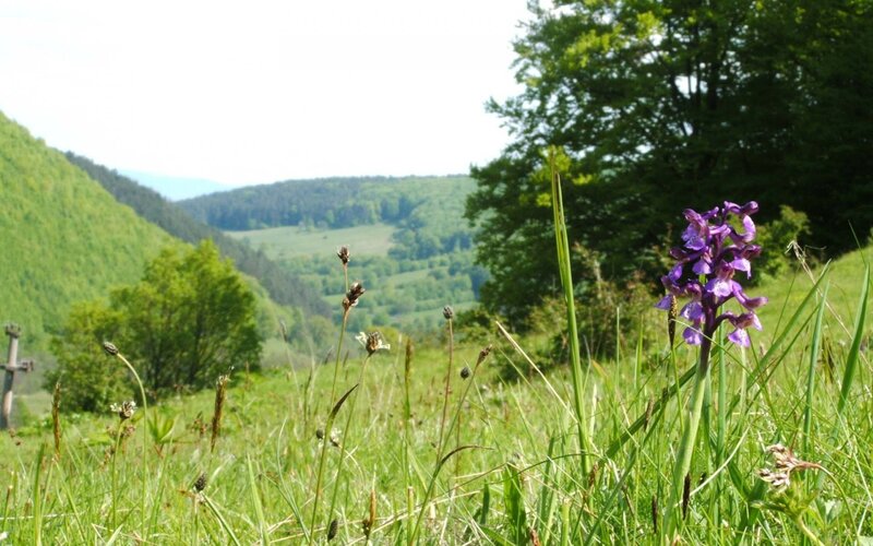 purple orchid in a green valley