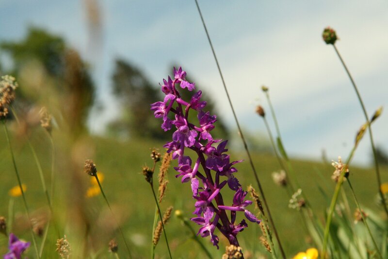 Purple orchid in a meadow