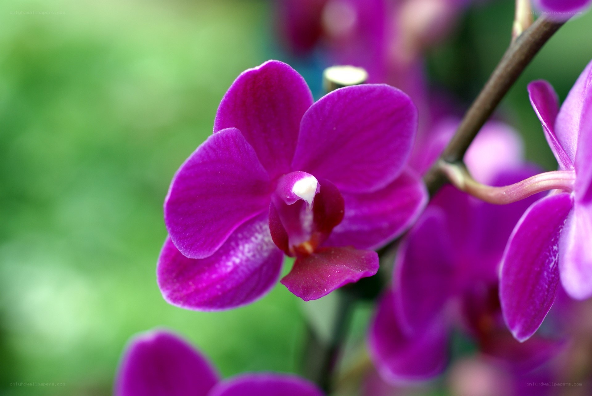 purple orchid in bloom