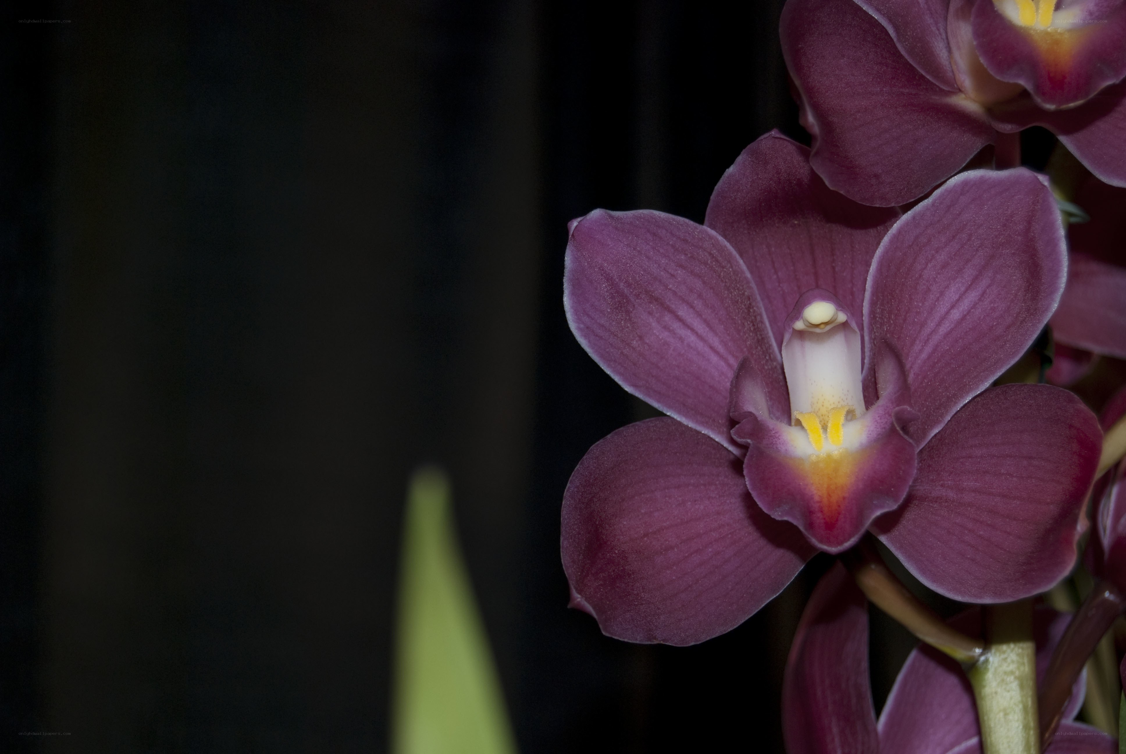 Purple orchid in bloom