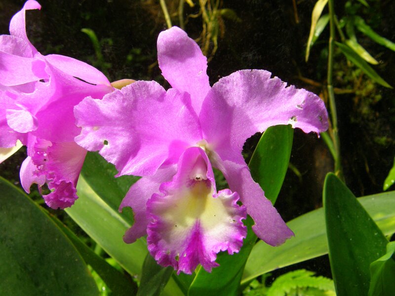 Purple orchid in bloom