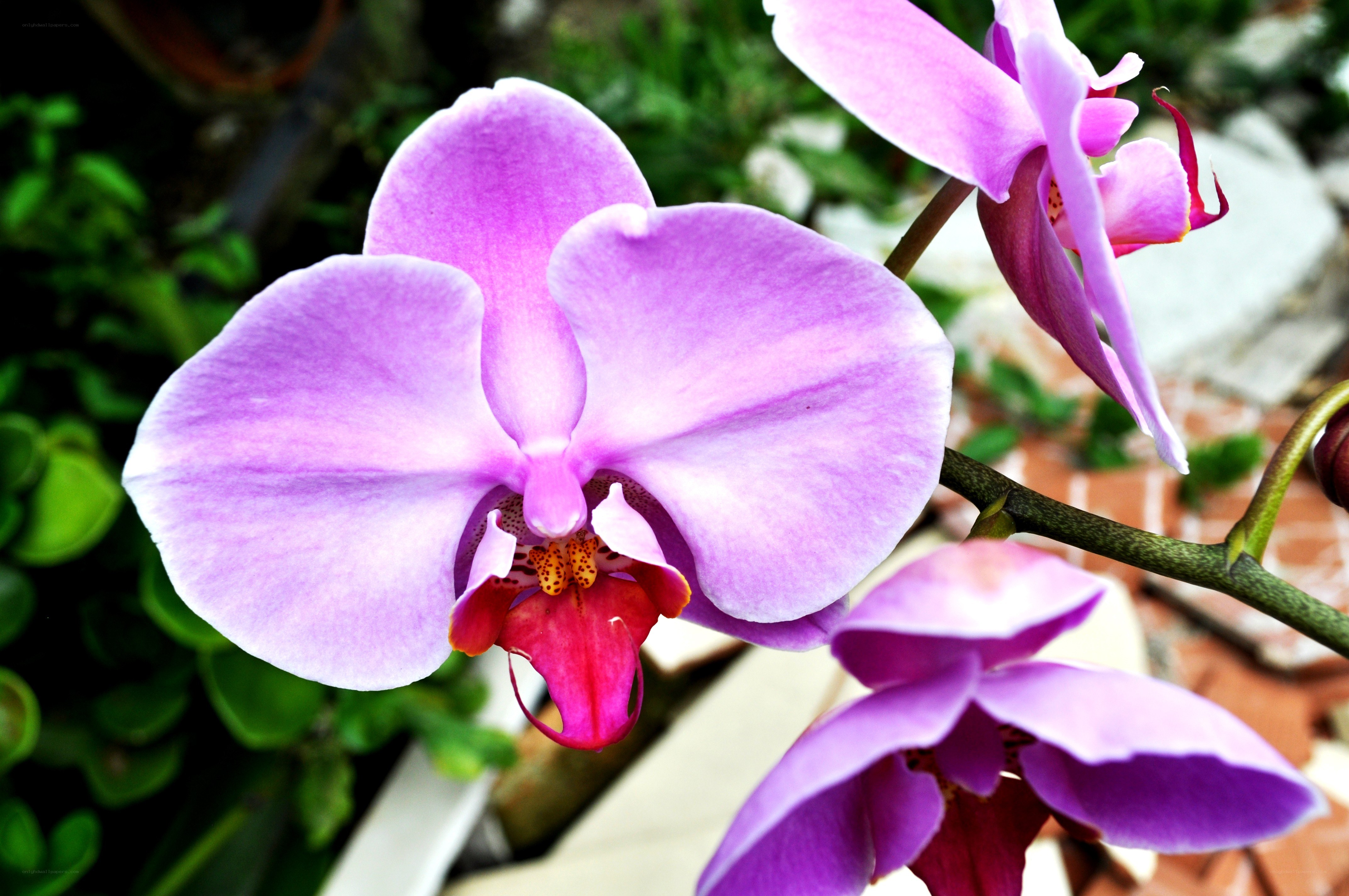Purple orchid in bloom