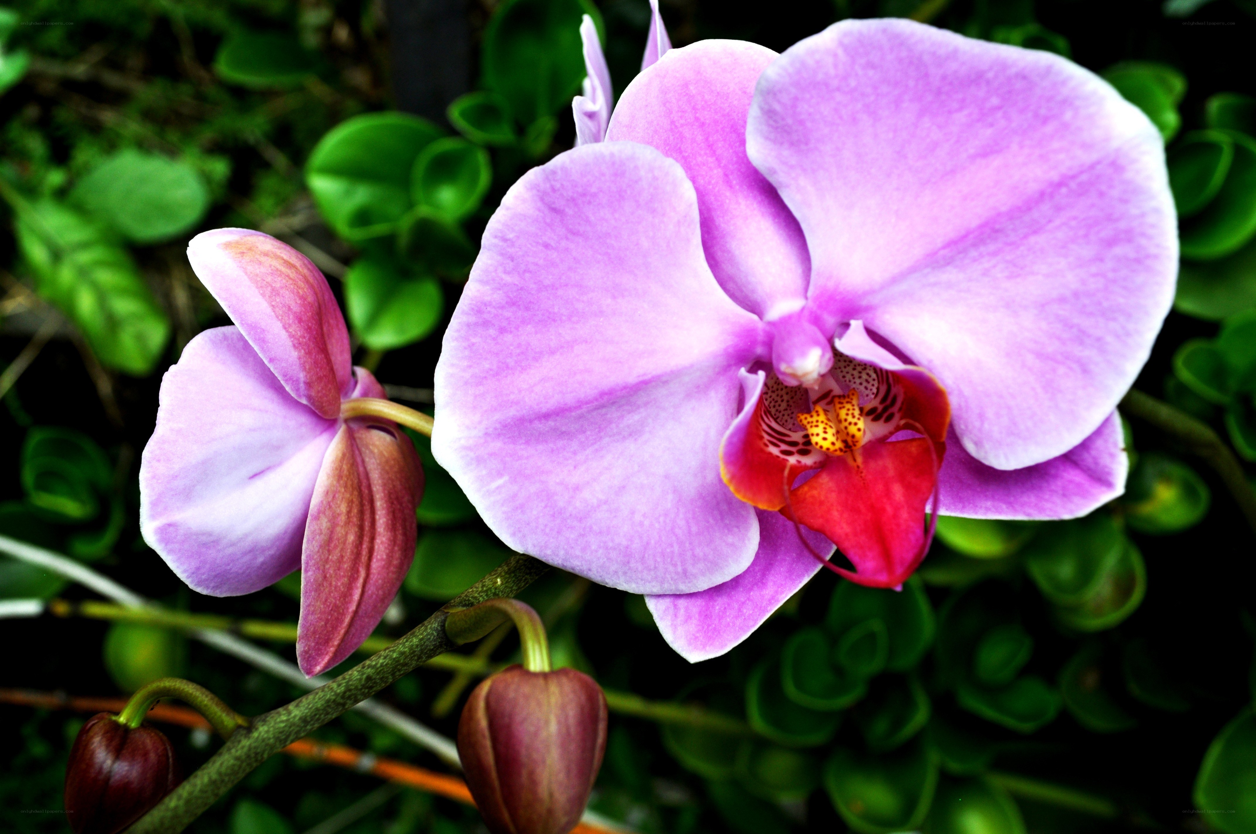 Purple orchid in bloom