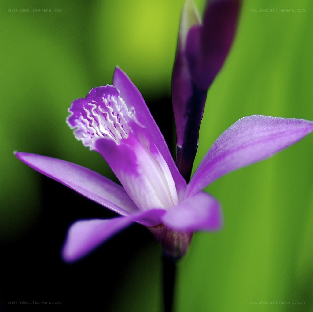 purple orchid in bloom