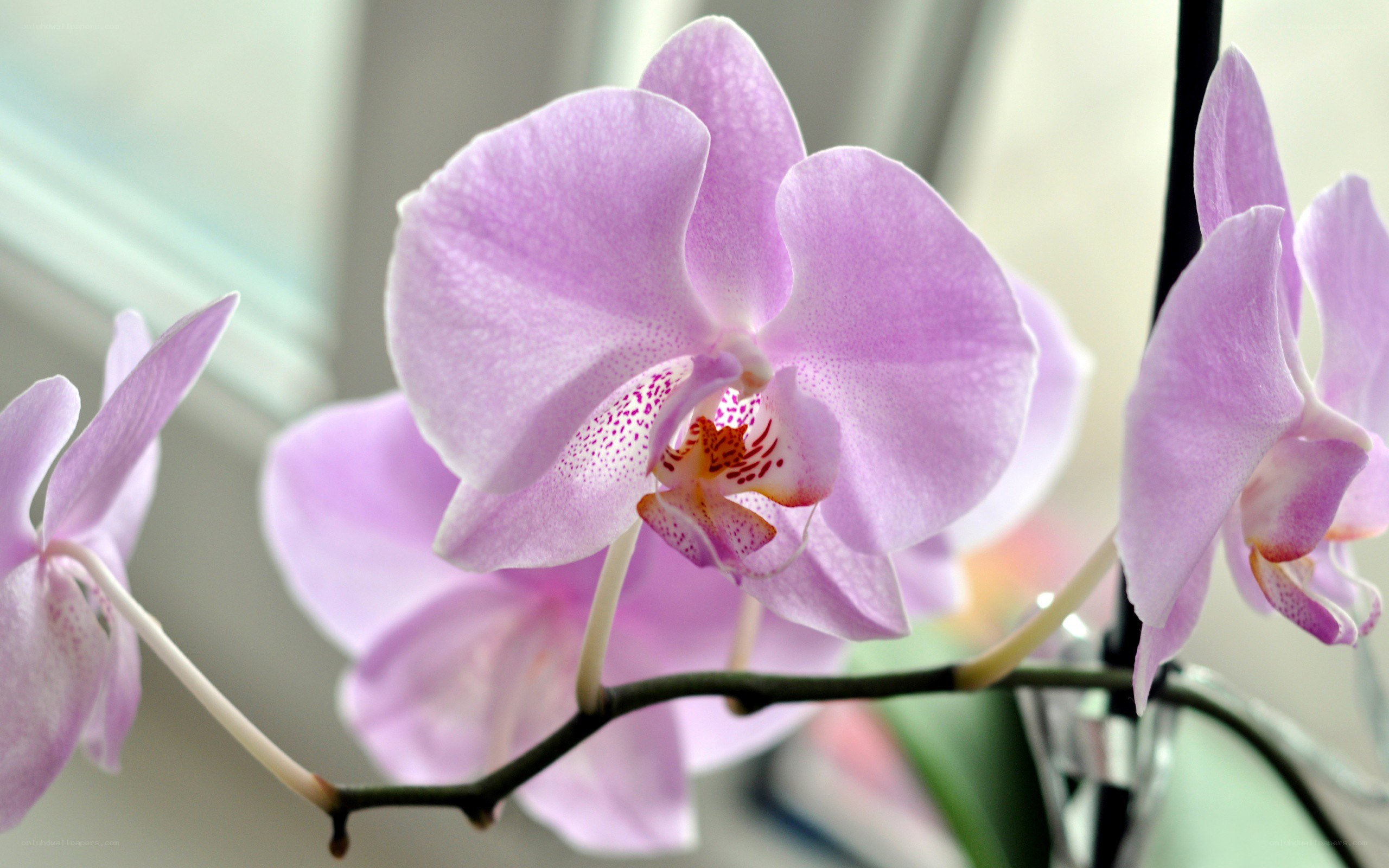 purple orchid in bloom