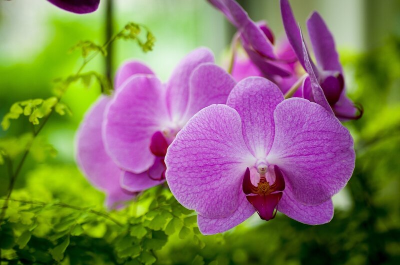 Purple orchid in bloom