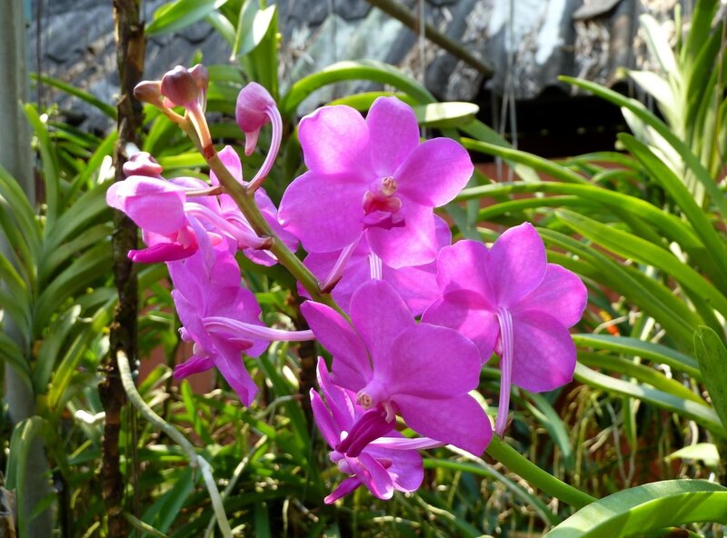 purple orchid in bloom