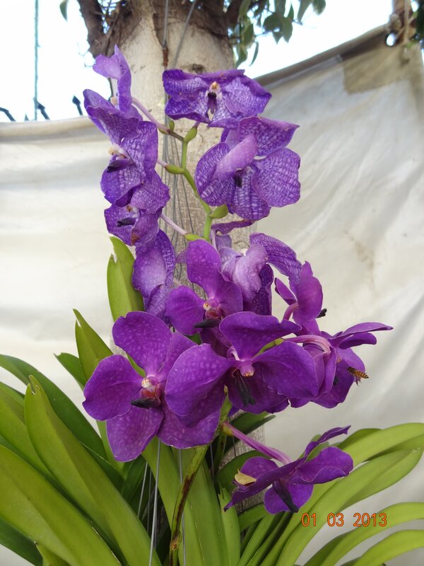 purple orchid in bloom