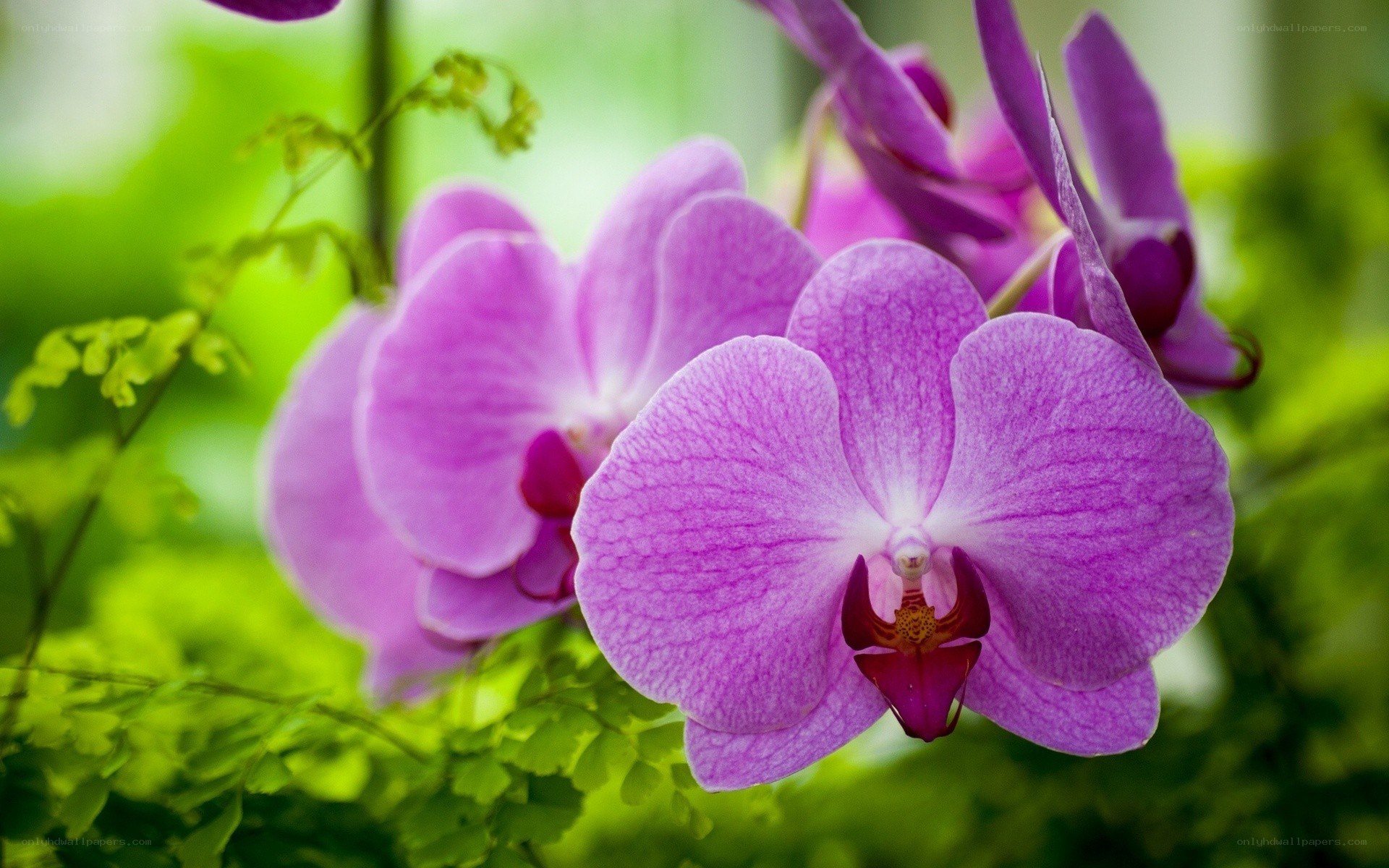 Purple orchid in bloom