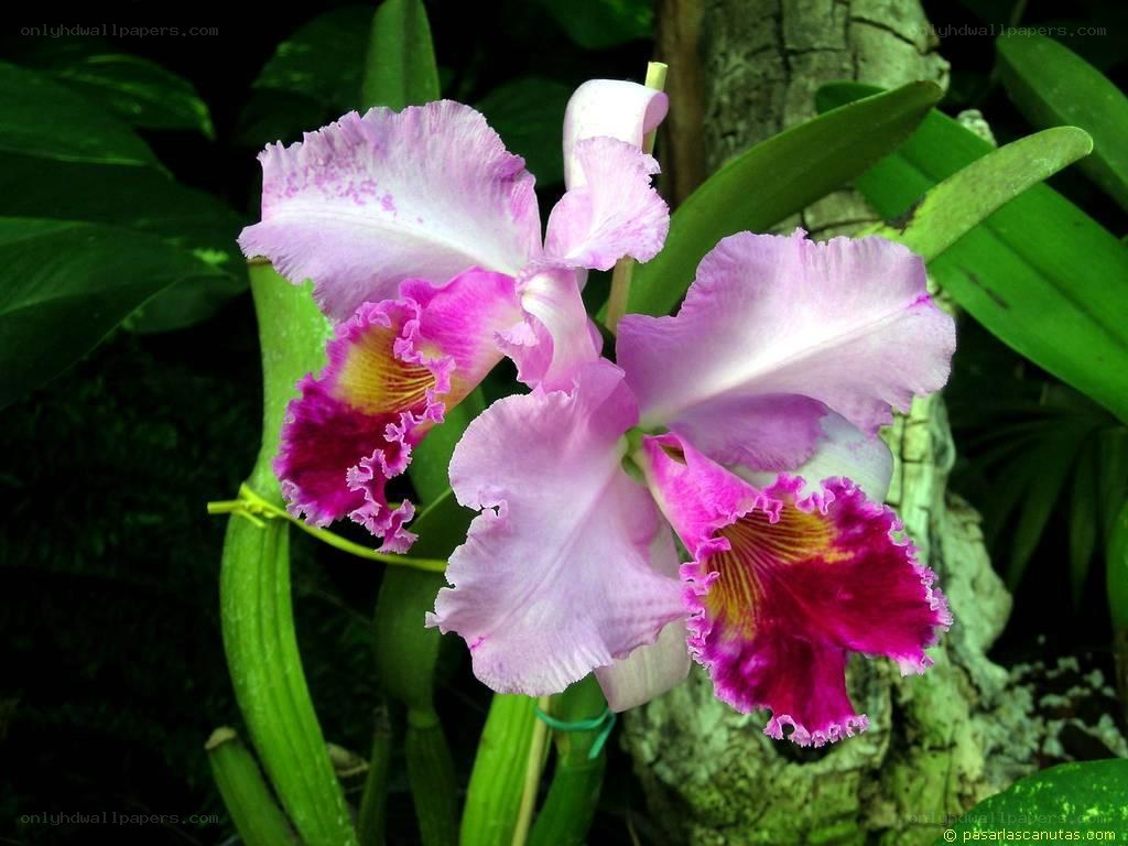purple orchid in bloom