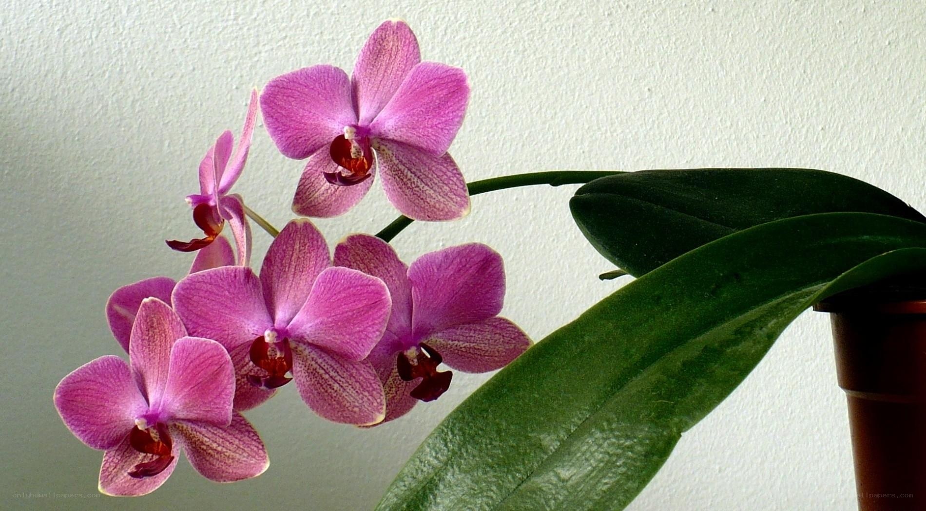 purple orchid in bloom