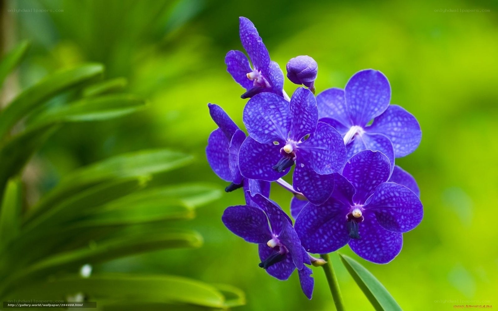 purple orchid in bloom