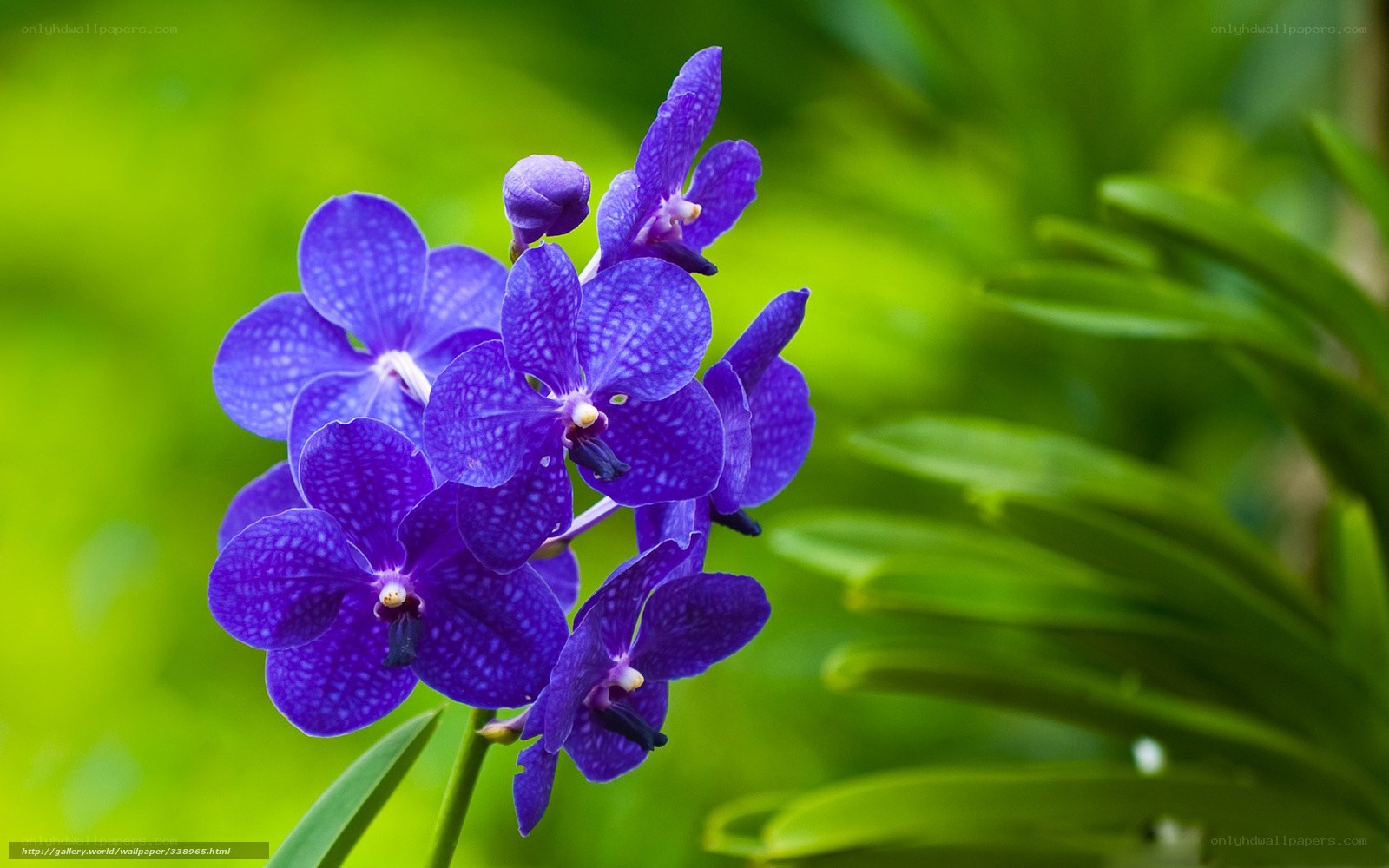 Purple orchid in bloom