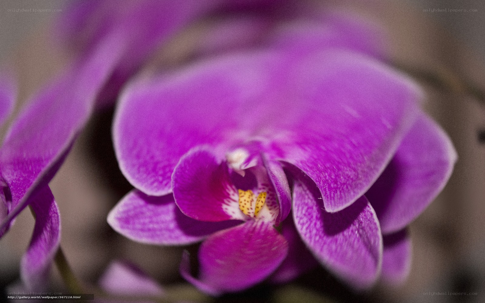 Purple orchid in bloom