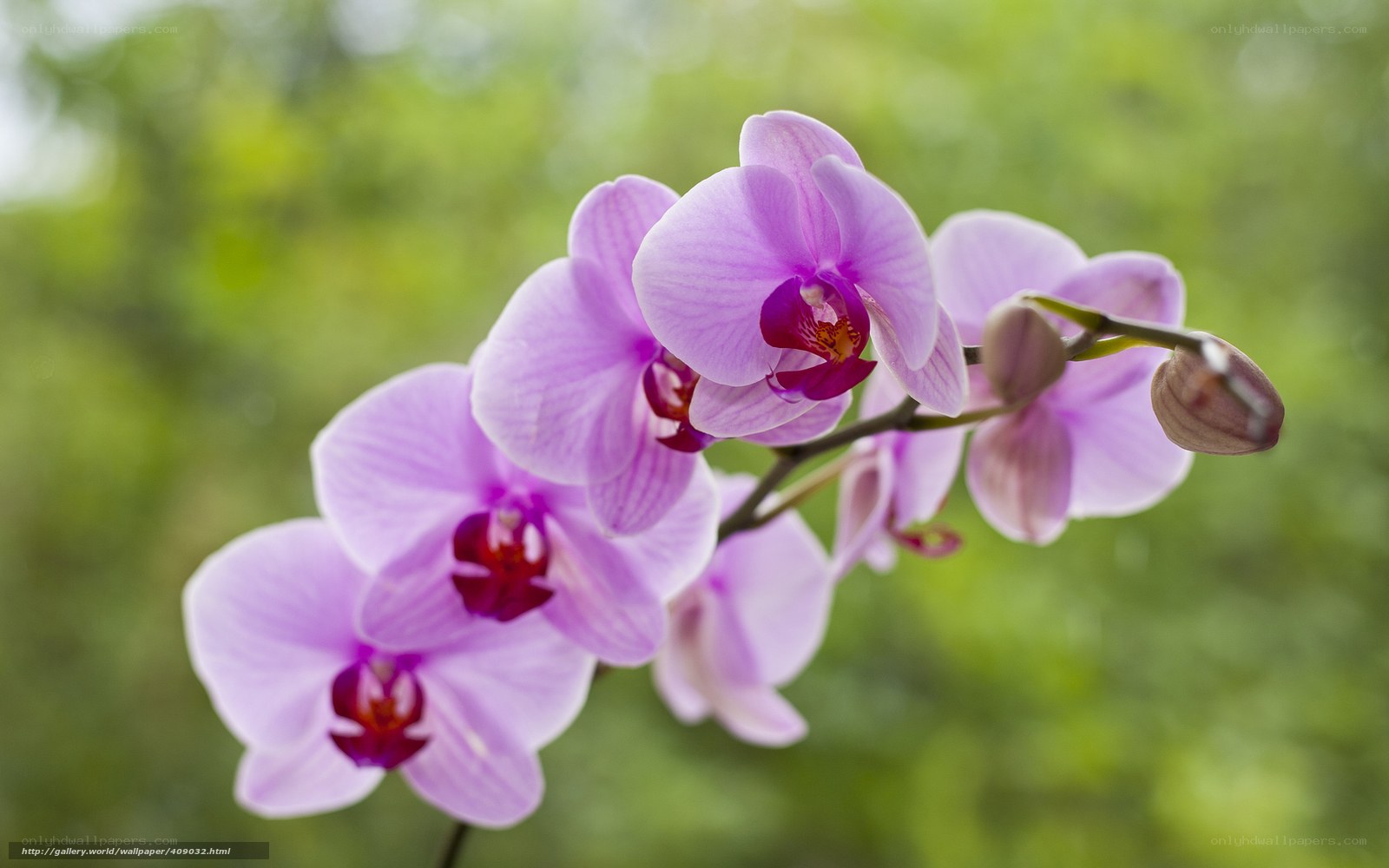 Purple orchid in bloom